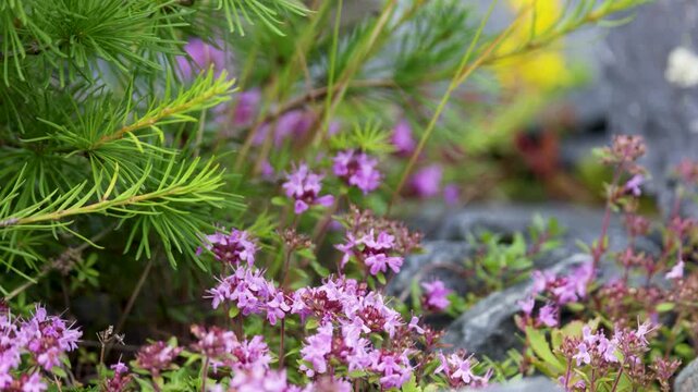 Blooming sticky catchfly or Viscaria vulgaris