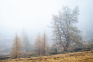 Fototapeta premium Golden Larch Trees in Dense Mountain Mist. Atmospheric landscape of golden larch trees shrouded in thick fog. High-key, minimalist aesthetic suitable for editorial use, wall art, and seasonal marketin