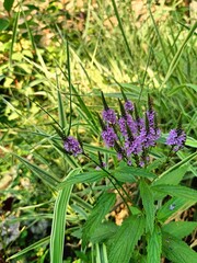 Verbena Hastata "Blue spires&rdquo; is a very good structural plant for the middle ground! Goes well with cereals. Does not require support, very stable!
The inflorescence lasts all winter, very beautiful!