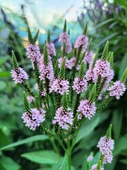 Verbena Hastata "Blue spires&rdquo; is a very good structural plant for the middle ground! Goes well with cereals. Does not require support, very stable!
The inflorescence lasts all winter, very beautiful!