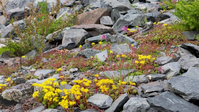 A close-up of a blooming sedum. Altai.