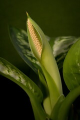 Inflorescence of the dogwood; Dieffenbachia Seguine