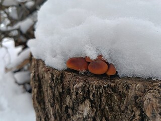 mushrooms grew on an old stump under the snow