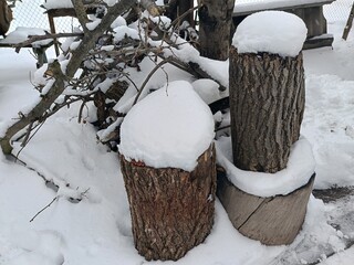stumps of old trees under the snow