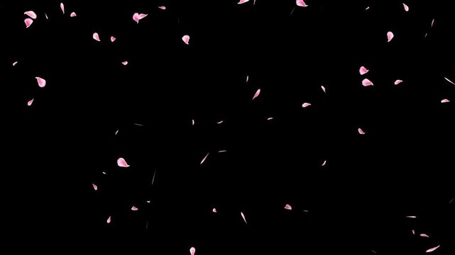 Romantic rose petals rain overlay for wedding and valentine's day. realistic pink rose petals falling on alpha channel background.