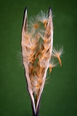 Structure of an open oleander fruit with pod and flying seeds; Nerium Oleander