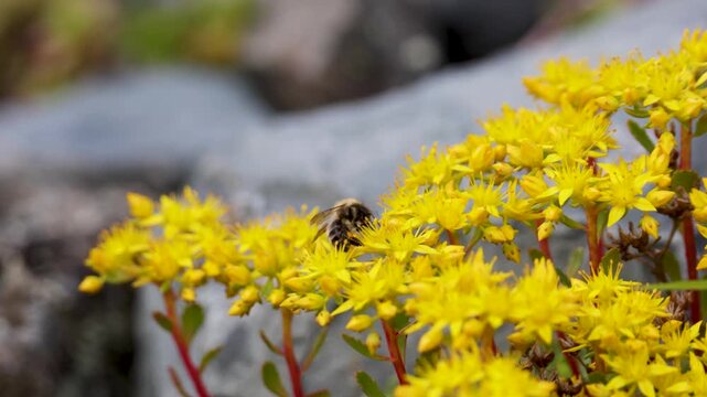 A close-up of a blooming sedum. Altai.
