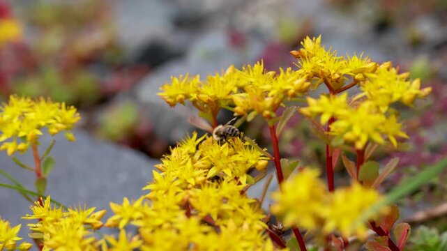 A close-up of a blooming sedum. Altai.