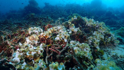 Wide-angle underwater photograph of a healthy branching coral reef (staghorn-like formations) with small reef fish swimming above a dense coral garden in clear tropical water. 
