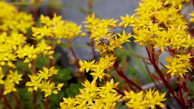 A close-up of a blooming sedum. Altai.