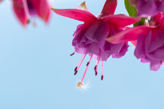 Pink fuchsia flower detail captured in springtime Austria