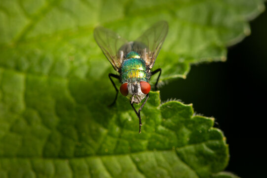 Macro shot of fly resting on green leaf surface