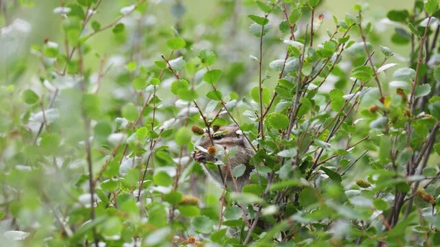 A chipmunk eating a honeysuckle berry. Close-up.