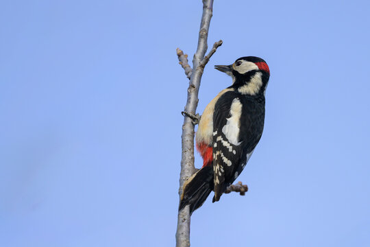 Great spotted woodpecker perched on thin branch in sunlight