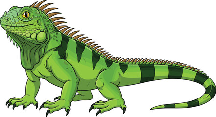 Obraz premium Detailed green iguana lizard with tropical scales and spikes standing isolated on a white background for wildlife and nature design projects