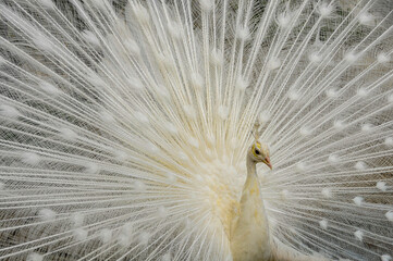 peacock with feathers out