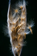 Structure of an open oleander fruit with pod and flying seeds; Nerium Oleander
