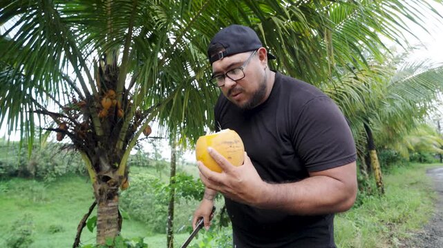 Young man with a machete cutting a fresh yellow coconut to drink its water. Tropical setting in costa rica with palm trees in the background