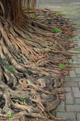 Vertical of Banyan Tree Roots Crawling on Paving Block Surface.