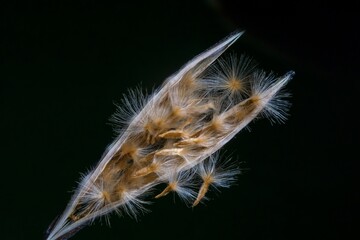 Structure of an open oleander fruit with pod and flying seeds; Nerium Oleander