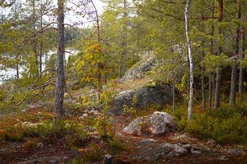 Northern landscape with a lake, forest, pine trees, rocks and moss