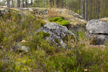 Northern landscape with a lake, forest, pine trees, rocks and moss