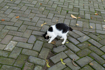 Black and White Cat Defecating on Geometric Paving Block Surface