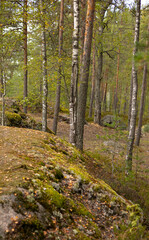 Northern landscape with forest, pine trees, rocks and moss