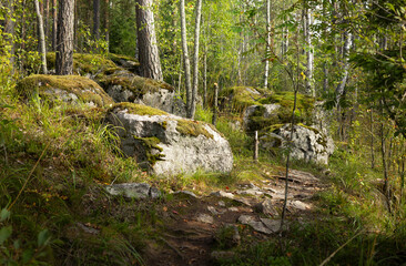 Northern landscape with forest, pine trees, rocks and moss