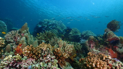 Fototapeta premium Wide-angle underwater photograph of an expansive foliose (lettuce) coral garden stretching across a shallow tropical reef, with a distant school of small reef fish swimming above in clear blue water. 