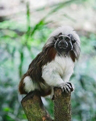 Eastern Black and White Colobus