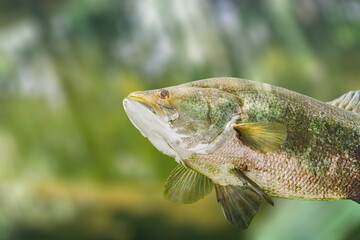 large mouth bass fish