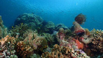 Fototapeta premium Wide-angle underwater photograph of an expansive foliose (lettuce) coral garden stretching across a shallow tropical reef, with a distant school of small reef fish swimming above in clear blue water. 