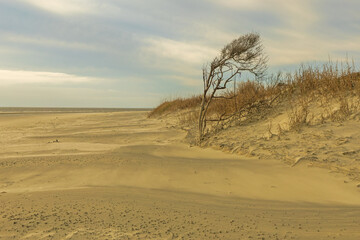 lone tree on beach near sand dunes