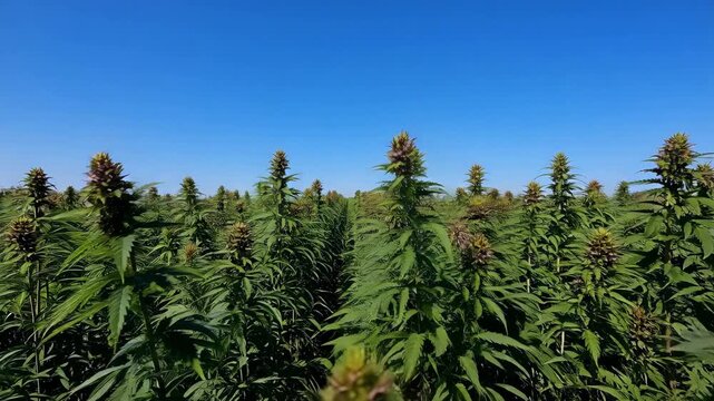 A cannabis or marijuana field in bright blue sky, Sativa leaves weed medical hemp hash plantation against a cloudy sky