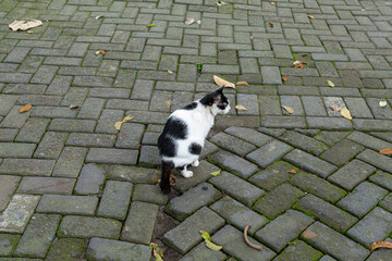 Black and White Cat Defecating on Geometric Paving Block Surface