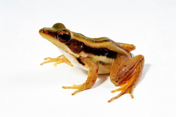 Rothorfrosch // common green frog (Hylarana erythraea)