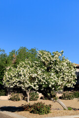 Arizona drought tolerant white Oleander blooming with soft white flowers in Spring, copy space