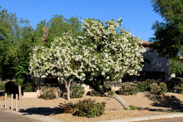 Arizona drought tolerant white Oleander blooming with soft white flowers in Spring, copy space