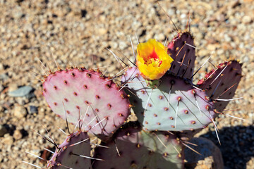 Close-up of  Purple Prickly Pear cactus, Opuntia macrocentra or Opuntia violacea var santa-rita, with a yeallow flower on its top growing in a desert environment of American Southwest
