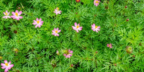 Cosmos Caudatus Plant with Blooming Flower in Garden Health and Sustainability Concept