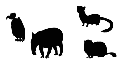 set of animals silhouettes