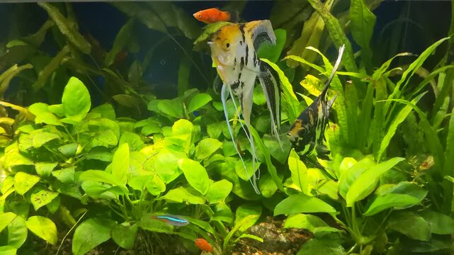 A Lovely Couple of Angelfish (Pterophyllum scalare) Swimming in a Tropical Community Aquarium