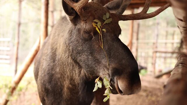 A moose chews on a twig, close-up of the moose's head