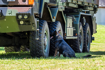 Detection drill with explosive traces: German shepherd detects explosive scent beneath large military vehicle. Concept: detection dog, explosive, training