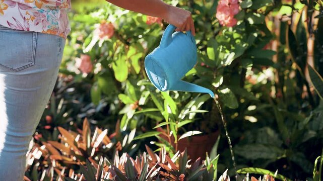 Female gardener using a blue watering can to irrigate lush green plants and pink flowers in her vibrant backyard on a bright sunny day