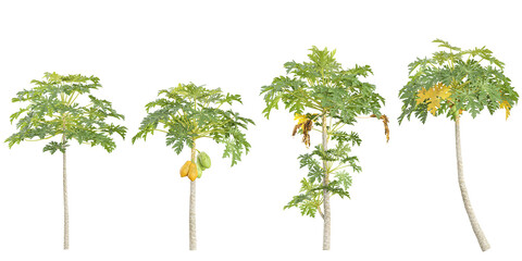 Obraz premium Collection of Carica trees on transparent background
