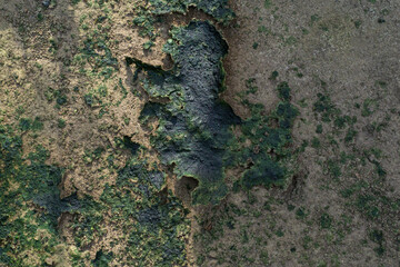 Dried Moss Residue Crust on Aged Concrete Surface Texture