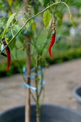 Dried Red Chili Peppers Hanging on Branch
