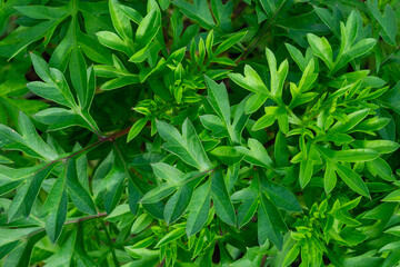 Full Frame of Cosmos Caudatus Plant Growing in Garden Health and Sustainability Concept